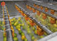 Küçük Herb Sebze İşlemci Makinesi Meyve Sebze Temizleyici Yüksek Basınçlı Su Flush
